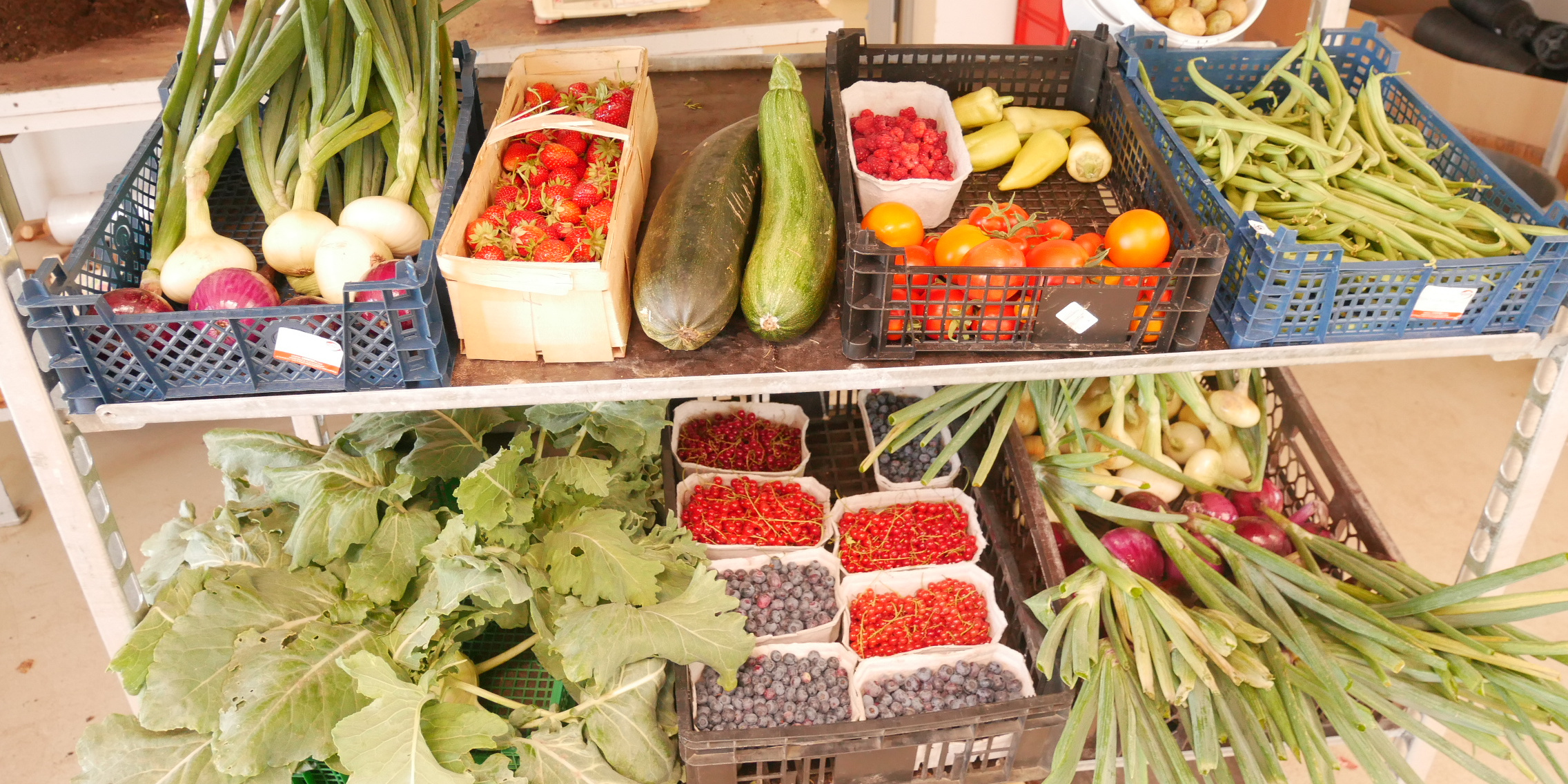Gemüse, Obst, Früchte - Produkte der Gärtnerei der JVA Luckau-Duben