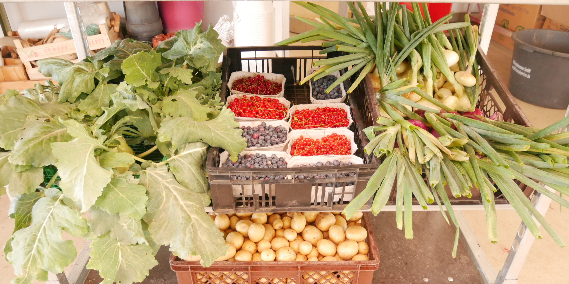 Gemüse, Obst, Früchte - Produkte der Gärtnerei der JVA Luckau-Duben
