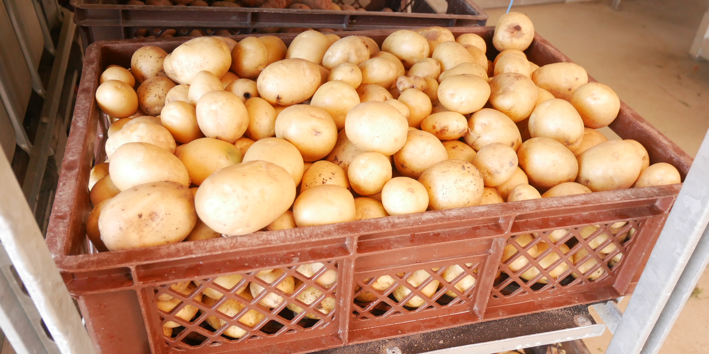 Kartoffeln - Produkte der Gärtnerei der JVA Luckau-Duben