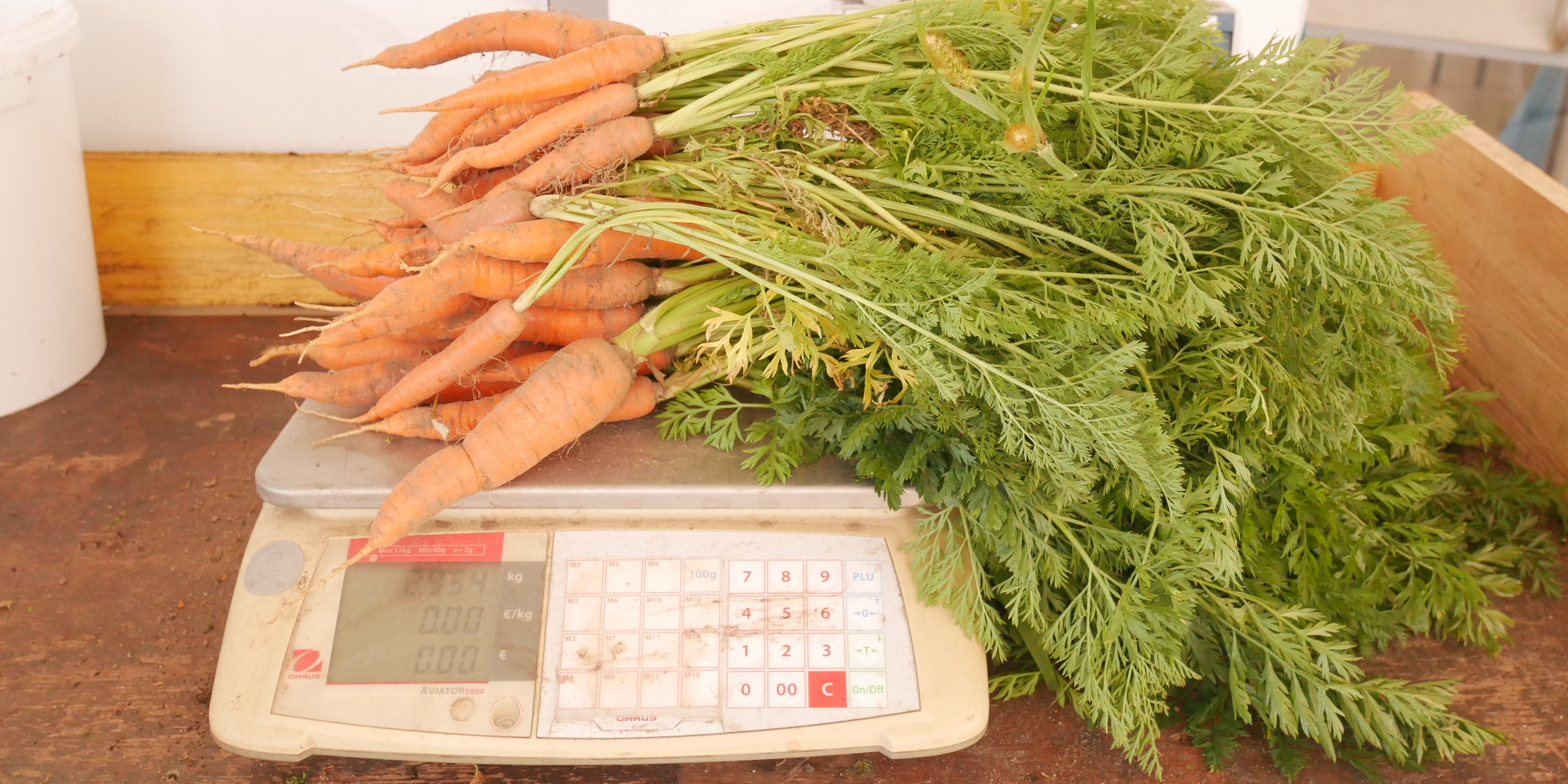 Karotten - Produkte der Gärtnerei der JVA Luckau-Duben