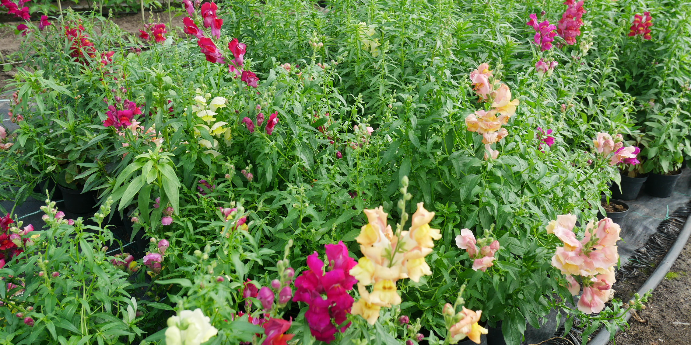 Blumen - Produkte der Gärtnerei der JVA Brandenburg an der Havel