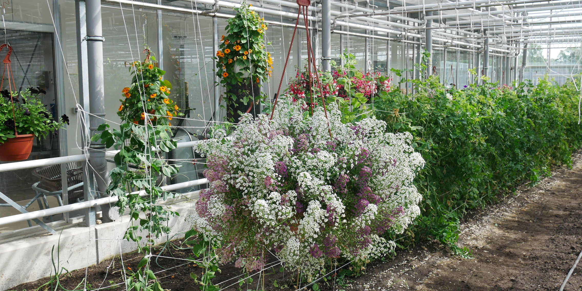 Blumen - Produkte der Gärtnerei der JVA Brandenburg an der Havel