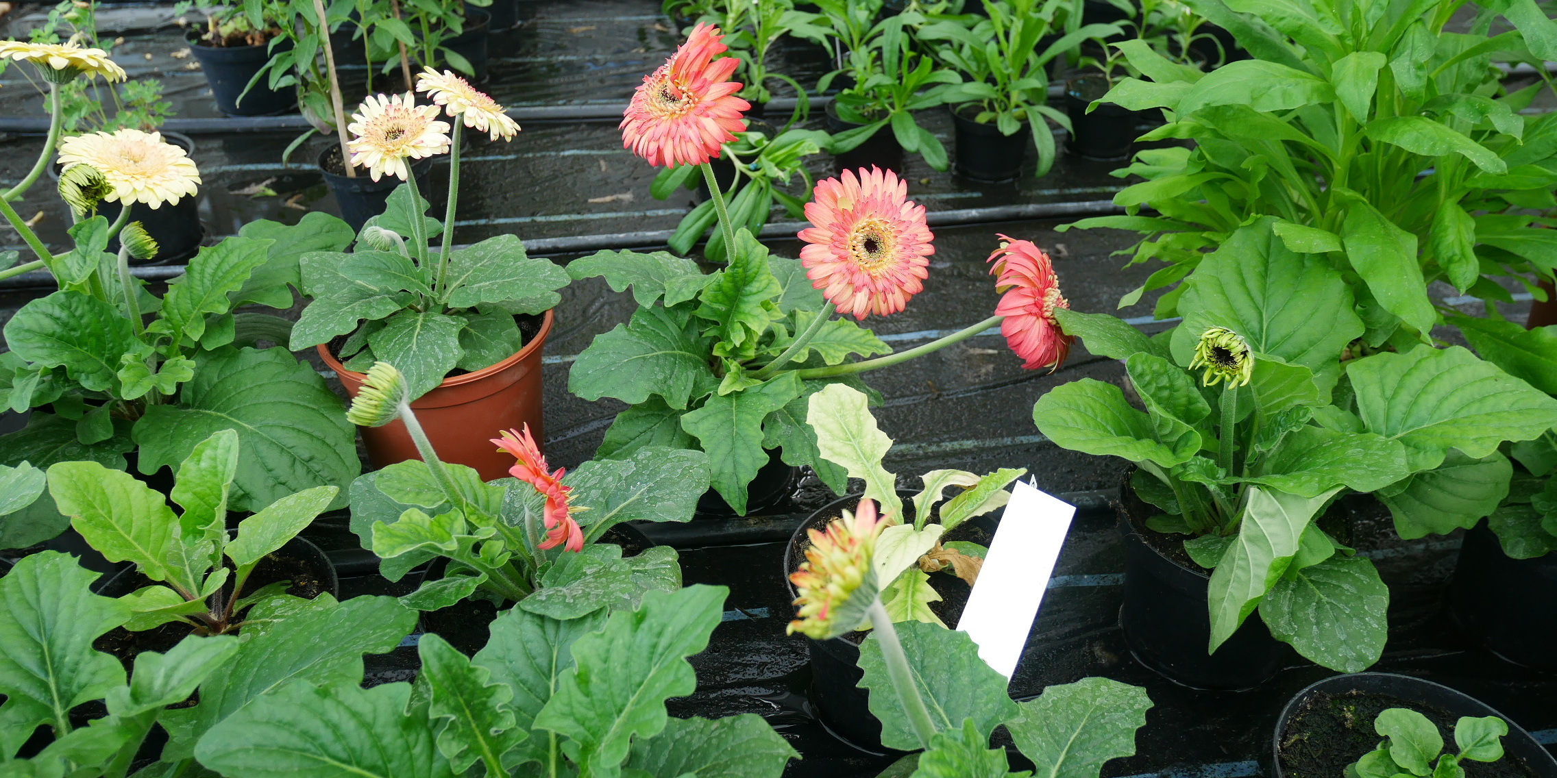 Blumen und Pflanzen - Produkte der Gärtnerei der JVA Brandenburg an der Havel