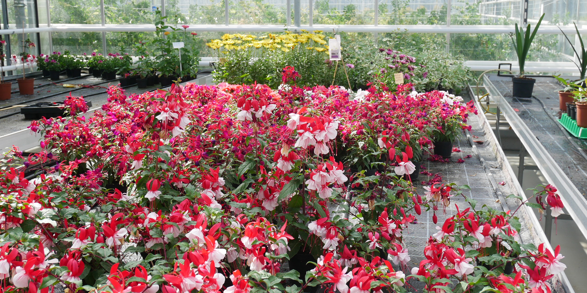 Blumen und Pflanzen - Produkte der Gärtnerei der JVA Brandenburg an der Havel