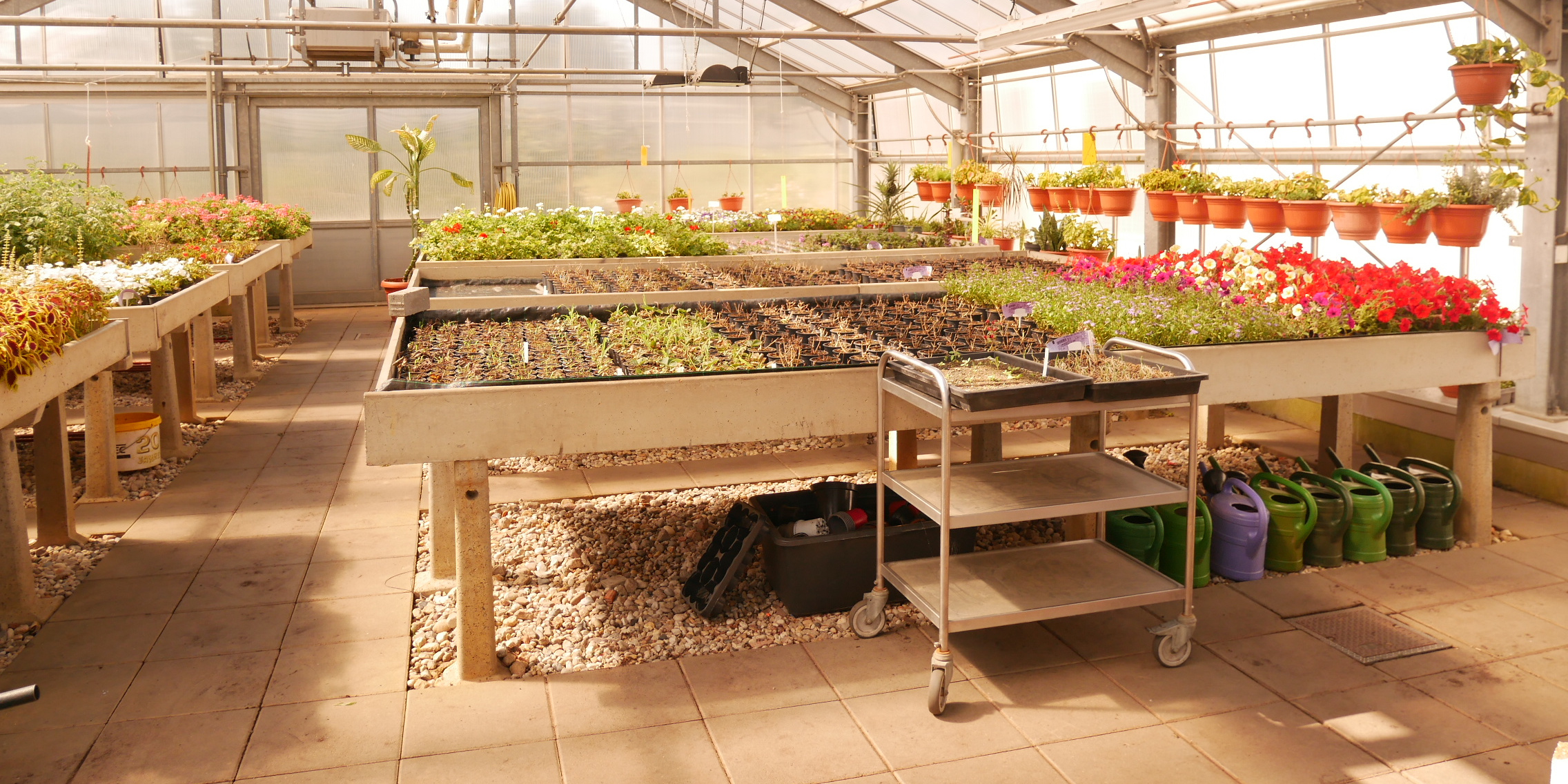 Blumen und Pflanzen - Produkte der Gärtnerei der JVA Cottbus-Dissenchen