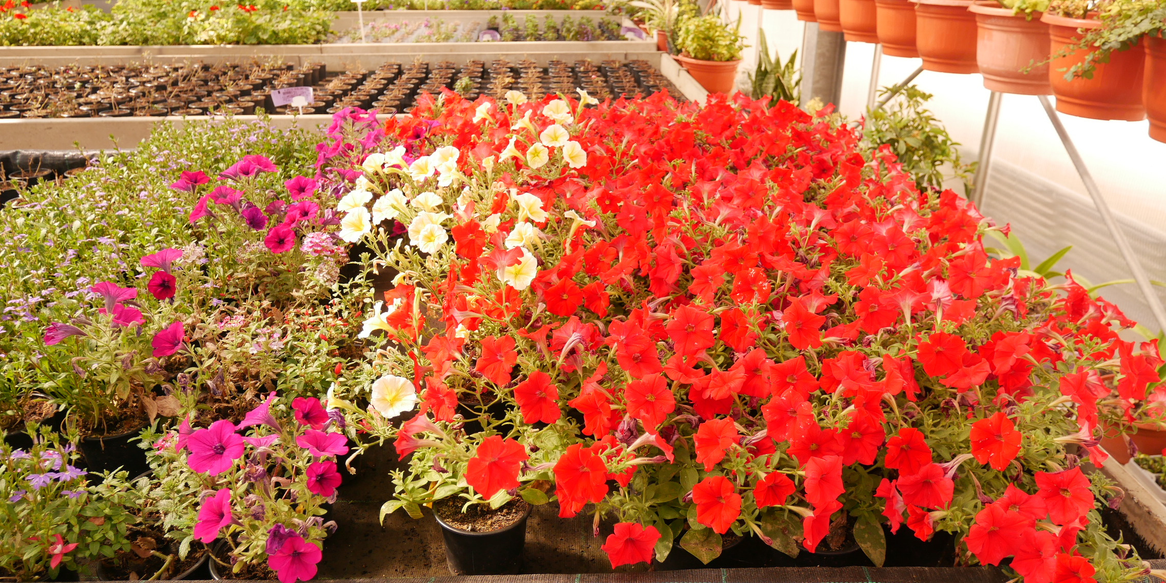 Blumen und Pflanzen - Produkte der Gärtnerei der JVA Cottbus-Dissenchen