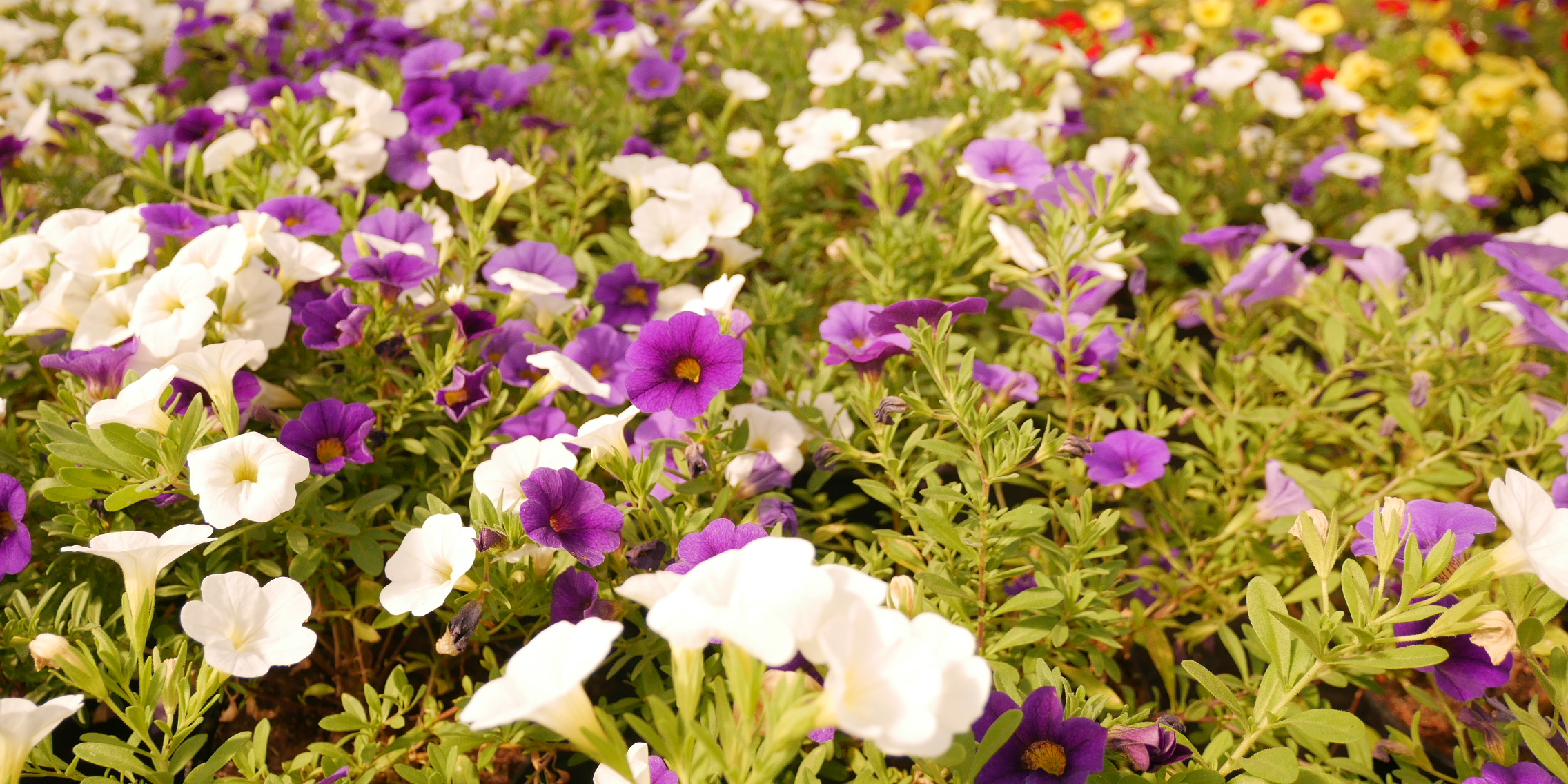 Blumen - Produkte der Gärtnerei der JVA Cottbus-Dissenchen