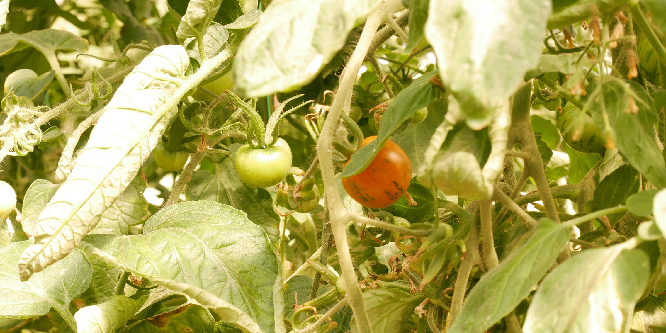 Tomaten - Produkte der Gärtnerei der JVA Cottbus-Dissenchen